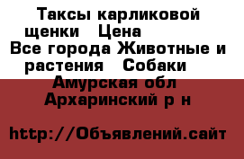 Таксы карликовой щенки › Цена ­ 20 000 - Все города Животные и растения » Собаки   . Амурская обл.,Архаринский р-н